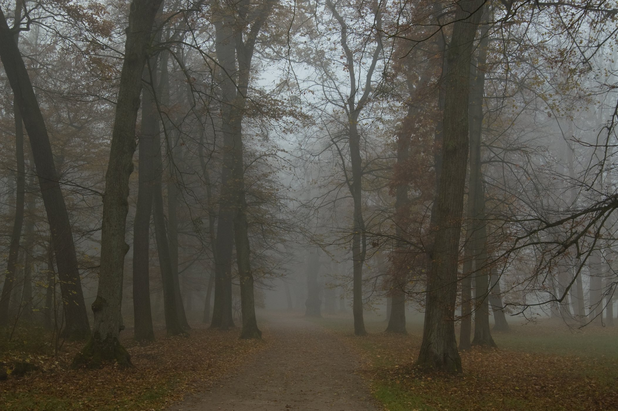 Spooky Forest in Nymphenburg